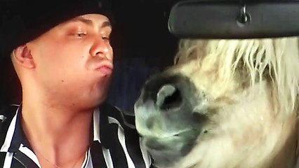 BRASSIC Bande Annonce