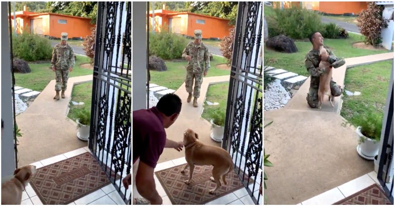 Cão reencontra o seu dono 8 meses depois… LINDO!