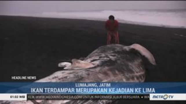 Bangkai Hiu Paus Tutul Kembali Ditemukan Terdampar di Lumajang