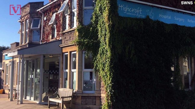 Pet Fish Receives ‘Fin-tastic Surgery’ from Veterinarians in UK