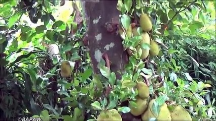 2 Village Foods - Cooking Jackfruits in my Village by my Mom