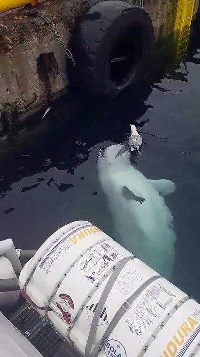 Un dauphin blanc aide un oiseau à attraper un poisson.