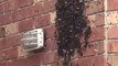 Des milliers d'abeilles en panique viennent recouvrir une maison