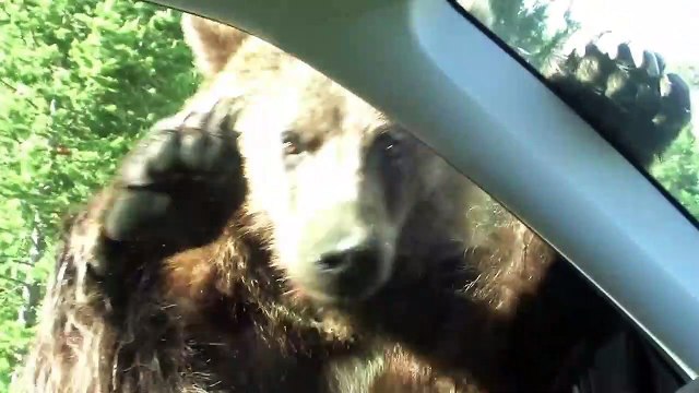 Un énorme grizzly s'en prend à une voiture au parc de Yellowstone