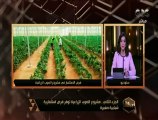 هنا العاصمة | مشروع الصوب الزراعية توفر فرص استثمارية شبابية صغيرة