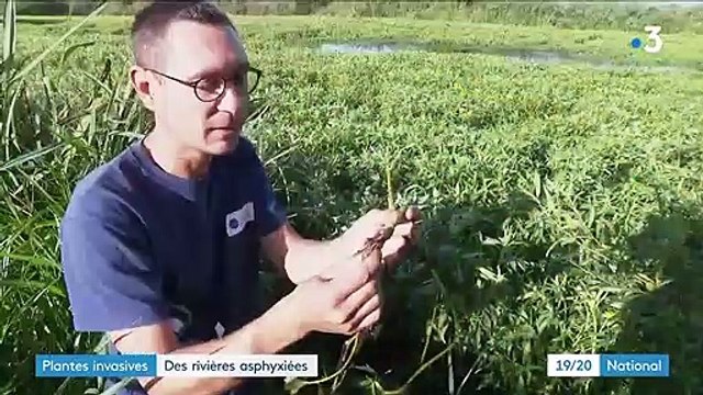 Environnement : ces plantes invasives qui asphyxient les rivières