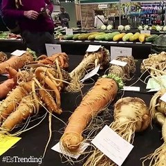 Los vegetales son protagonistas en el Campeonato Nacional de Verduras Gigantes