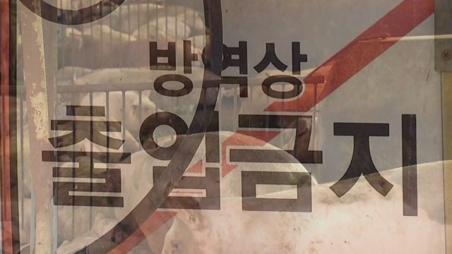 [속보] 경기 연천 돼지농장도 아프리카 돼지열병 '확진' / YTN