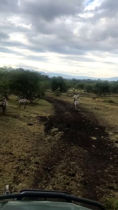 Zebras, Zebras