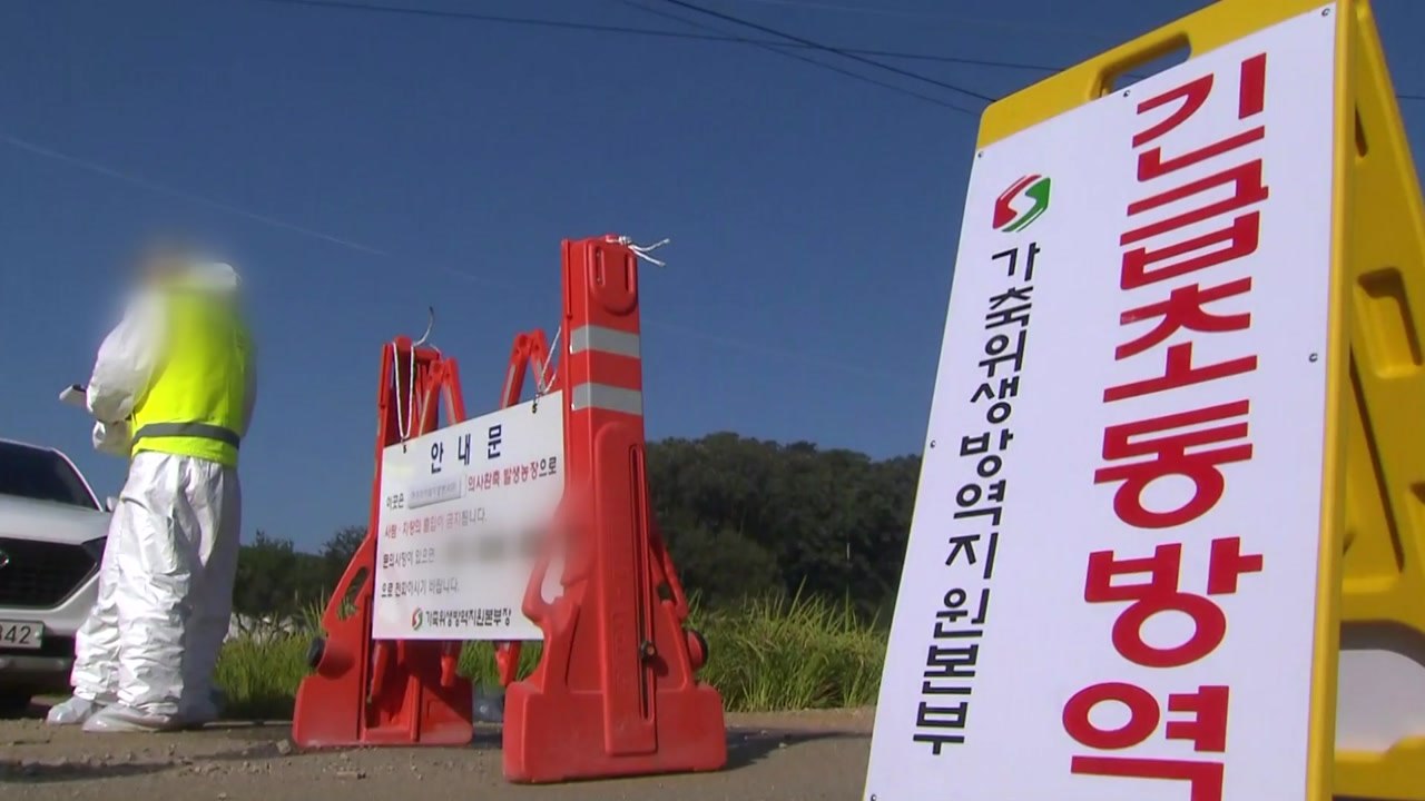 연천도 아프리카돼지열병 발병...살처분 작업 착수 / YTN