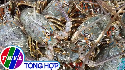 THVL | Người dân Phú Yên lao đao vì tôm hùm rớt giá thê thảm