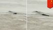 Giant 'river monster' in Yangtze River turns out to be junk story