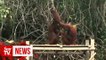 Orangutans suffer from smoke caused by Indonesian fires
