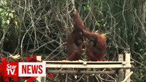 Orangutans suffer from smoke caused by Indonesian fires