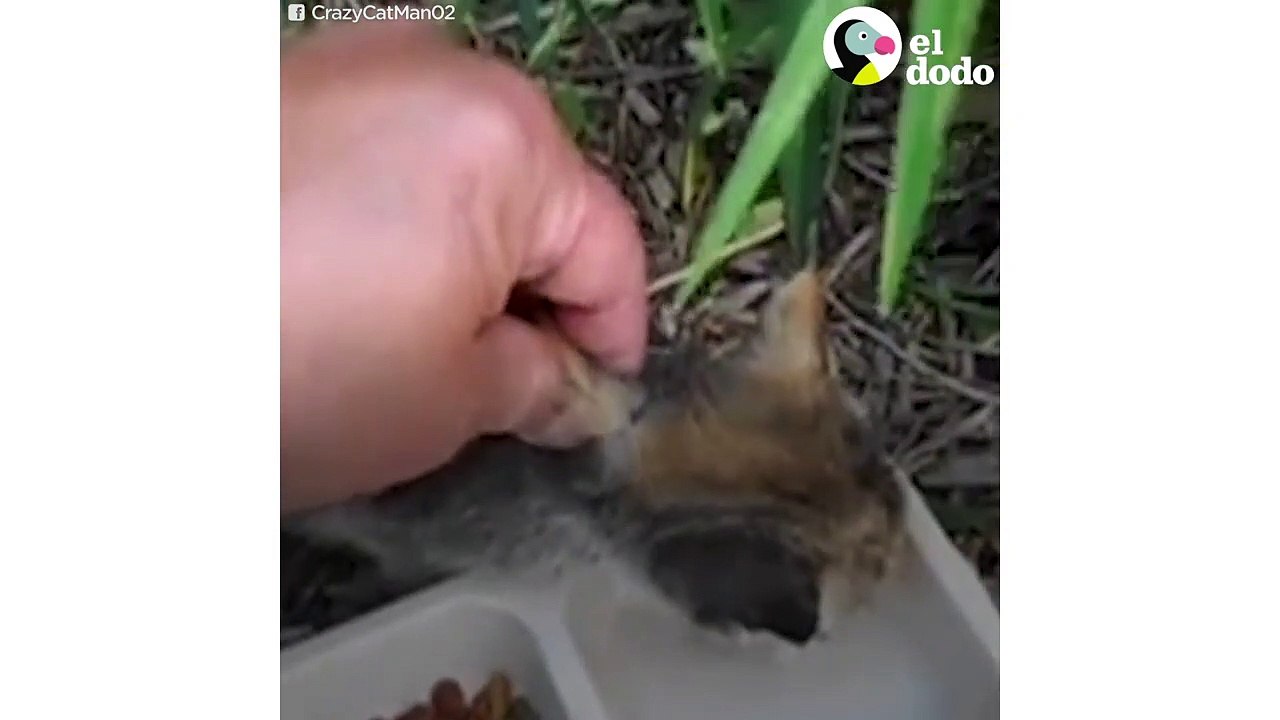 Hombre rescata gatita abandonada en un parque | El Dodo
