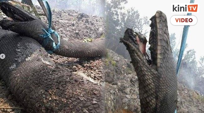 Ular sawa anaconda korban kebakaran hutan