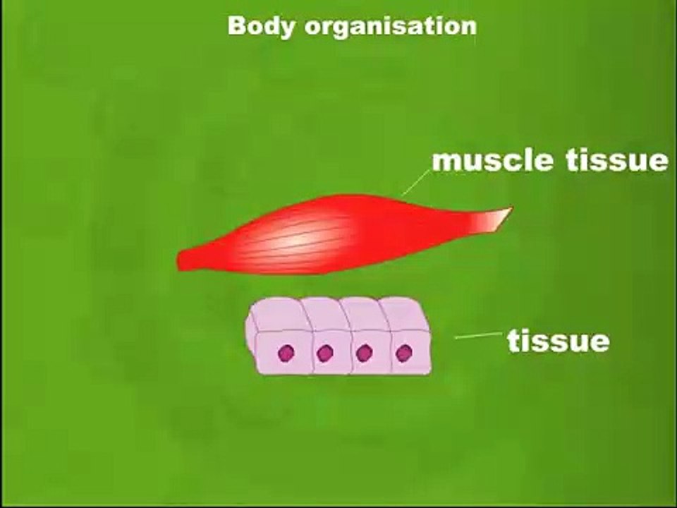 Step-Wise Guidance to Biology Body Organization for Class 6 to 8