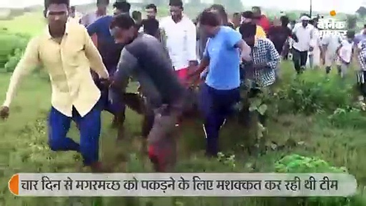 चार दिन से वनविभाग की टीम को छका रहे 7 फीट लंबे...