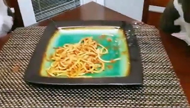 La tête de ces chiens, surpris à manger les spaghettis dans l'assiette !
