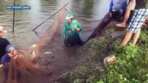 Amazing Big Fish Catching On The Lake - Fastest Traditional Net Catch Fishing