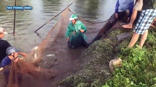 Amazing Big Fish Catching On The Lake - Fastest Traditional Net Catch Fishing
