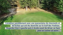 Golf de la semaine : une bulle d'air frais au Golf des Yvelines