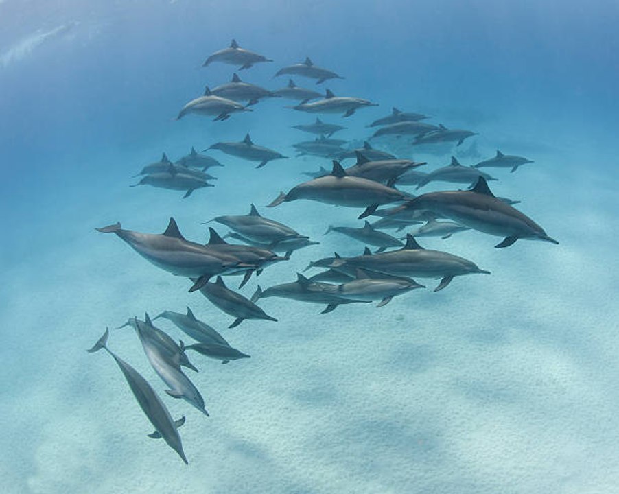 Nouvelle-Zélande : interdiction aux touristes de nager avec les dauphins !