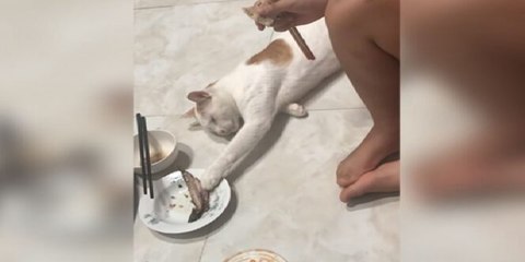 Gatito espabilado finge estar profundamente dormido para "chulearle"  la cena a su pobre dueño