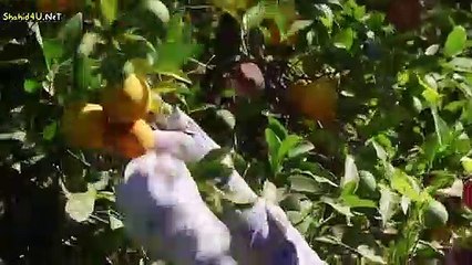 مسلسل زنزانة الحب الحلقة 24 مدبلج