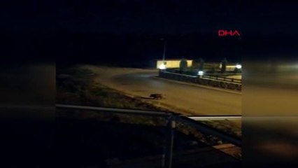 Bartın domuz mahalleye indi
