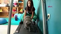Obez kedi egzersiz ile kilo verdi