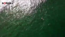 Australia, il drone avvista lo squalo a pochi metri dal surfista | Notizie.it