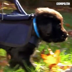 Le premier entrainement d'un futur chien guide d'aveugle