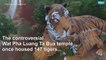 Dozens of tigers dead after confiscation from Thai temple