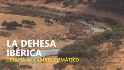 La dehesa ibérica desafía al cambio climático