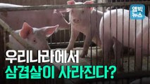 [엠빅뉴스] '북한 멧돼지'가 치사율 100% 아프리카돼지열병 옮겼다? 팩트체크 해봤더니..
