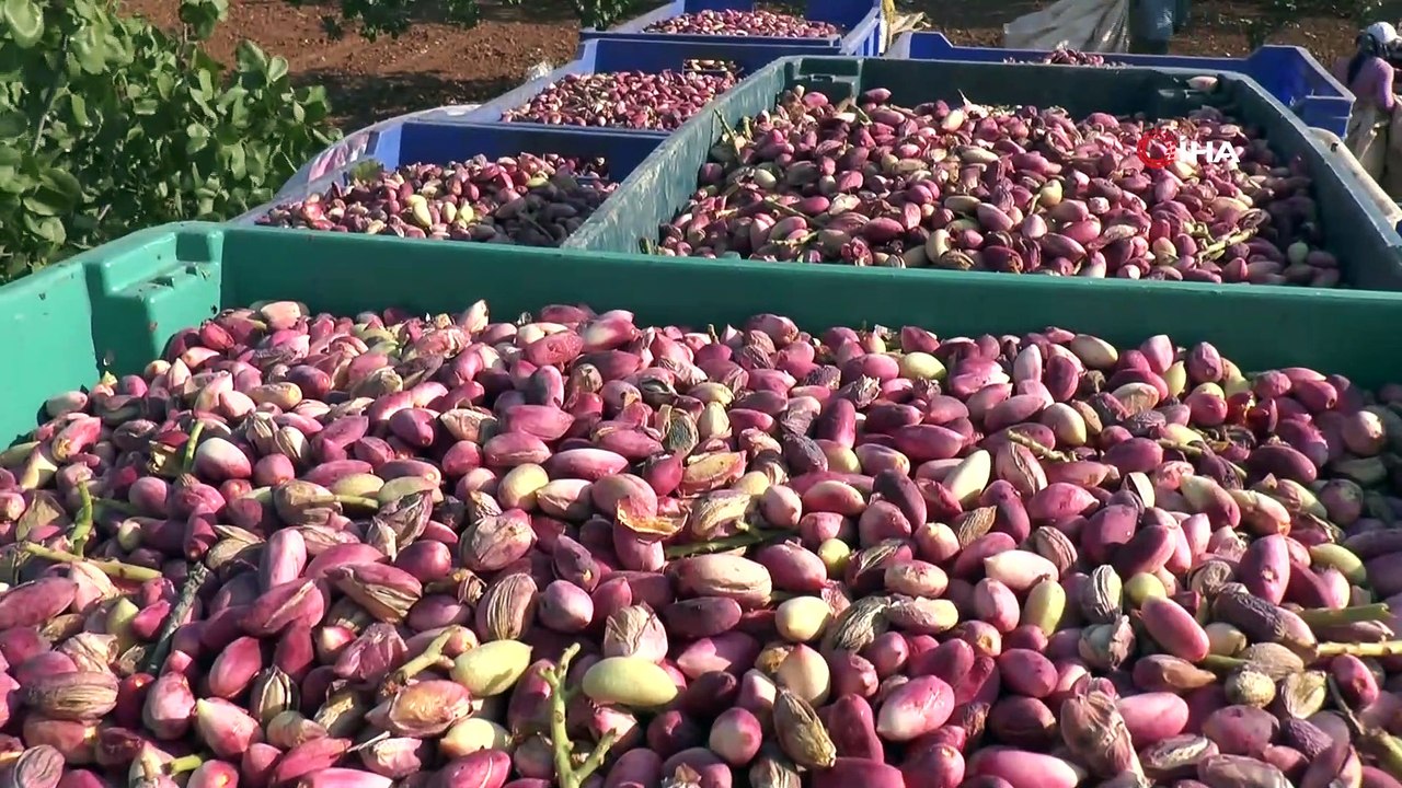 Antep fıstığında rekolte düşük fiyat yüksek