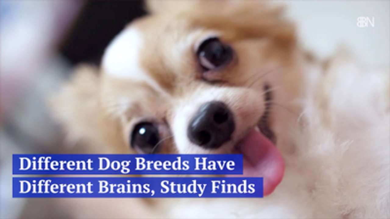 Your Dogs Brain Is Different