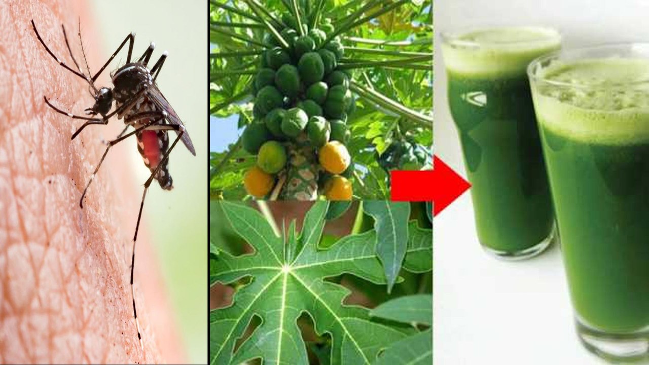 How To Use Papaya Leaves To Fight Dengue..? | బొప్పాయి ఆకులు డెంగ్యూ జ్వరంపై ఏ విధంగా పనిచేస్తాయి..?