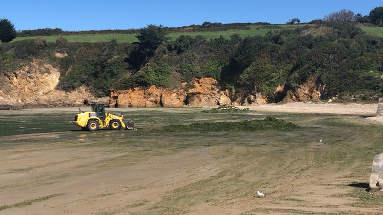 Douarnenez. 165 m³ d’algues vertes ramassées sur la plage du Ris
