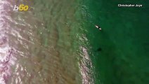 Must See! Drone Footage Shows Curious Shark Approaching Surfer!