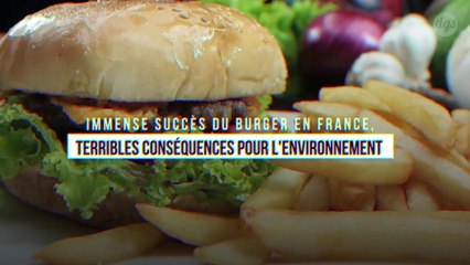 Immense succès du burger en France, terribles conséquences pour l'environnement