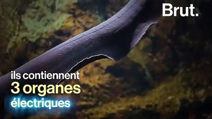 Comment l'anguille électrique produit-elle de l'électricité ?
