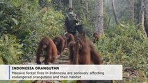 Indonesian wildfires threaten endangered orangutans