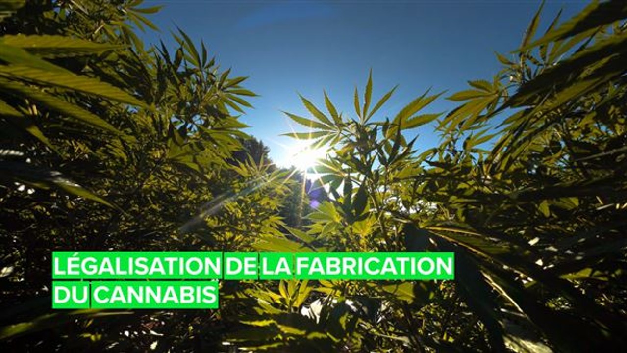 Le gouvernement néerlandais va légaliser la production de cannabis