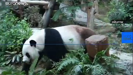 Çin, dev panda Chuang Chuang'ın ani ölümünü araştırmak için Tayland'a uzman ekip gönderiyor