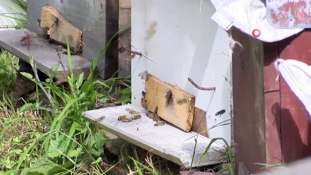 Ordu'da Gramla Üretilen Arı Sütü, Yurt Dışına İhracat Yolunda