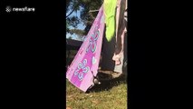 Magpie hangs upside down on clothesline in Australia garden