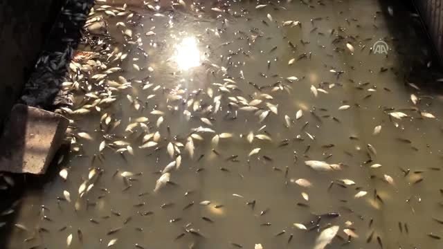 Sulama kanalındaki balıklara can suyu takviyesi