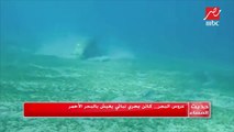 رئيس جمعية الإنقاذ البحري وحماية البيئة بالبحر الأحمر يكشف تفاصيل ظهور عروس البحر في مرسى علم
